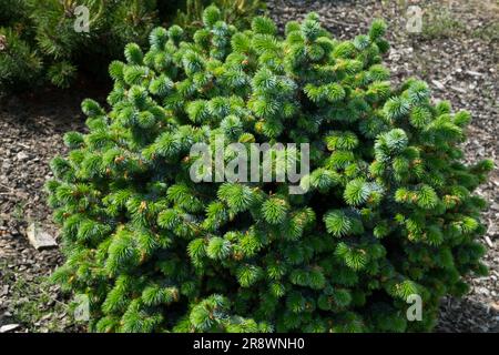 Picea sitchensis, Sitka Spruce, Picea sitchensis 'Papoose' Stock Photo