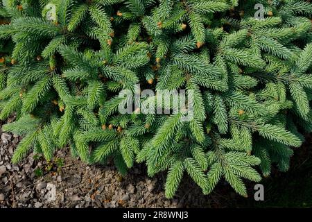 Dense, Needles, Picea pungens 'Nidiformis', Small, Spruce, Tree, Evergreen, Cultivar Stock Photo