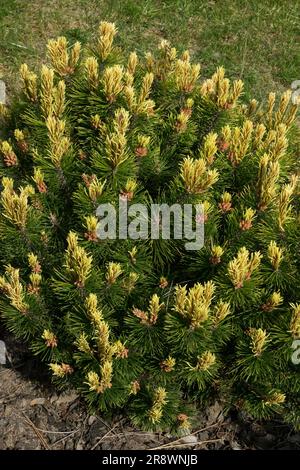 Montana Pine Pinus mugo, Mugo pine, Pinus mugo 'Adam' Stock Photo