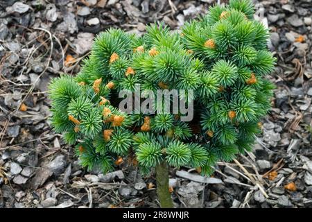 Dwarf, Tree, Compact, Conifer, Blue Spruce, Picea pungens, Slow growing, Coniferous, Cultivar, Spruce, Picea pungens 'Jimi Morris' Stock Photo