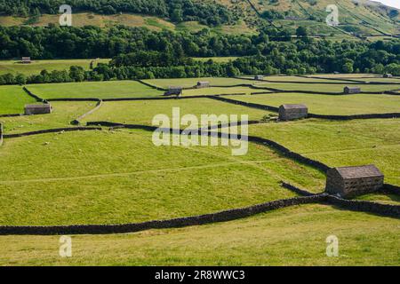 Stone wall and barns in the fields around Gunnerside, Swaledale, Yorkshire Dales, National Park. Stock Photo