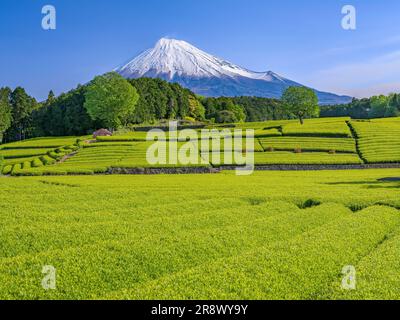 Fuji and Tea Field Stock Photo