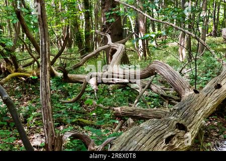 Woodland on the Pilgrams way near Chilham Kent Stock Photo