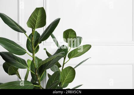 Beautiful ficus near white wall, closeup with space for text. Leafy houseplant Stock Photo