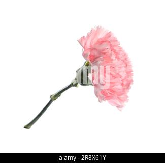 Beautiful pink carnation flower isolated on white Stock Photo