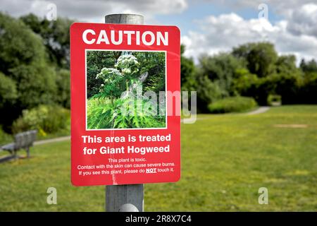 Giant Hogweed warning sign. Heracleum mantegazzianum England rural UK Stock Photo
