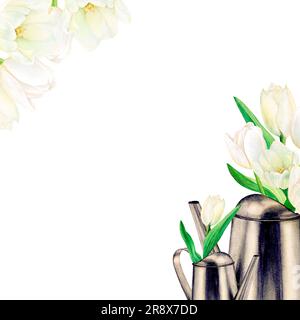 Watercolour drawn pictire of metal watering cans with beautiful white tulip flowers in them, butterfy and tulip heads on white background. Perfect for Stock Photo