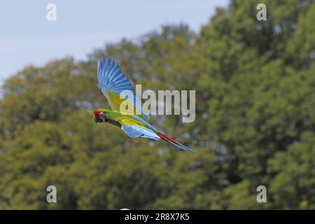 Military Macaw, ara militaris, Adult in Flight Stock Photo
