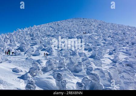 Frost covered trees in Zao Stock Photo