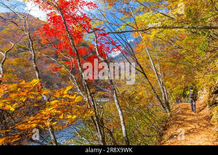 Autumn leaves in Nishizawa Valley Stock Photo
