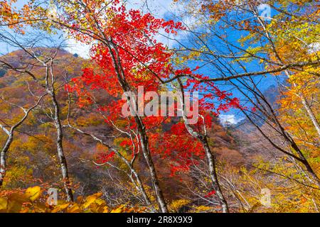 Autumn leaves in Nishizawa Valley Stock Photo