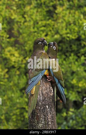 Patagonian Conure or Burrowing Parakeet, cyanoliseus patagonus bloxami, Pair Stock Photo