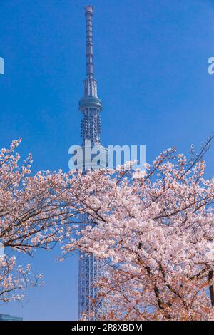 Cherry blossoms and Tokyo Sky Tree Stock Photo