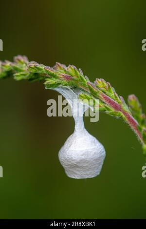 Egg case of a fairy-lamp spider (Agroeca brunnea) hanging from heather on lowland heath, Surrey, England, UK Stock Photo