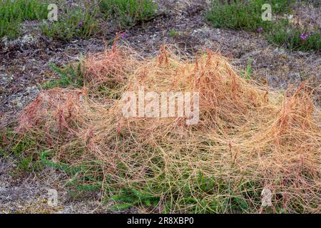Common Dodder (Cuscuta epithymum), parasitic plant with red stems scrambling over dwarf gorse on sandy heathland in June, Surrey, England, UK Stock Photo