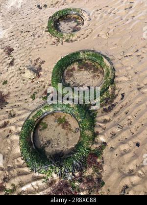 Seaweed covered car tyres on sandy beach. Used as crab traps crab shelters by fishermen anglers. Concept: hazards, plastic pollution,  ghost fishing. Stock Photo