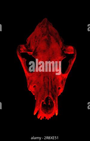 Isolated dog skull on black background. Dramatic lighting in colors Stock Photo