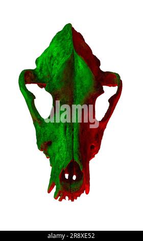 Isolated dog skull on white background. Dramatic lighting in colors Stock Photo