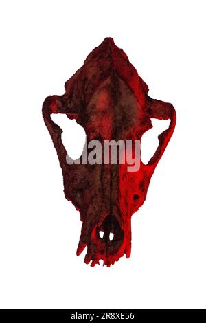 Isolated dog skull on white background. Dramatic lighting in colors Stock Photo