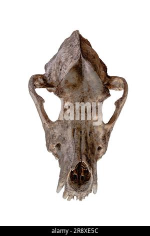 Isolated dog skull on white background. Standard lighting Stock Photo