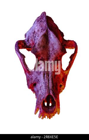 Isolated dog skull on white background. Dramatic lighting in colors Stock Photo