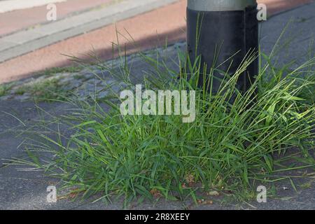 Blutrote Fingerhirse, Blut-Fingerhirse, Blut-Fingergras, Digitaria sanguinalis, hairy crabgrass, hairy finger-grass, large crabgrass, crab finger gras Stock Photo