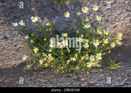 Echte Kamille, Kamille, Matricaria recutita, Chamomilla recutita, Matricaria chamomilla, German Chamomile, wild chamomile, Italian camomilla, scented Stock Photo