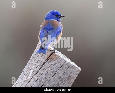 Western Bluebird (Sialia mexicana) at Zion National Park, Utah, USA. Stock Photo