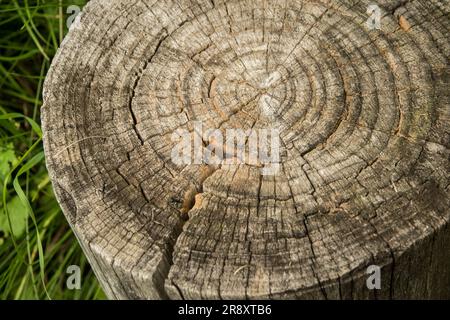 Old weathered tree log closeup as wooden background Stock Photo