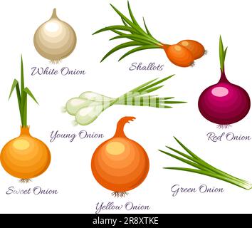 Onion organic vegetables types Stock Vector