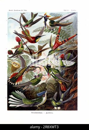 Vintage bird illustrations. Birds of the world Stock Photo