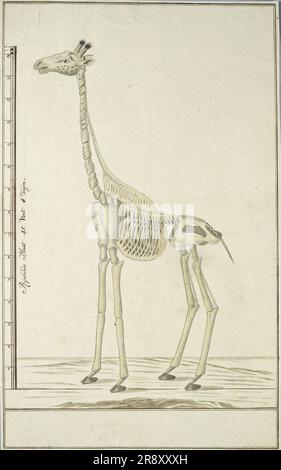 Giraffa camelopardalis (Giraffe), skeleton, 1779. Stock Photo