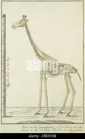 Giraffa camelopardalis (Giraffe), skeleton, 1779. Stock Photo