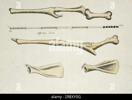 Giraffa camelopardalis (Giraffe), skeleton, 1779. Stock Photo