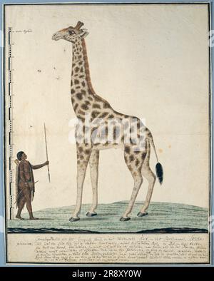 Giraffa camelopardalis (Giraffe), 1779. Stock Photo