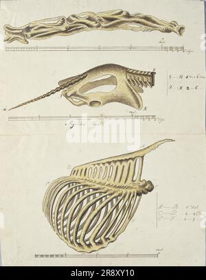 Giraffa camelopardalis (Giraffe),skeleton, 1779. Stock Photo