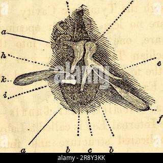 'Elementary anatomy and physiology : for colleges, academies, and other schools' (1869) Stock Photo