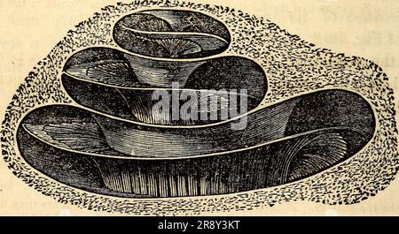 'Elementary anatomy and physiology : for colleges, academies, and other schools' (1869) Stock Photo