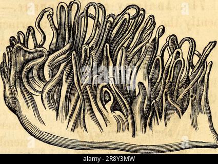 'Elementary anatomy and physiology : for colleges, academies, and other schools' (1869) Stock Photo