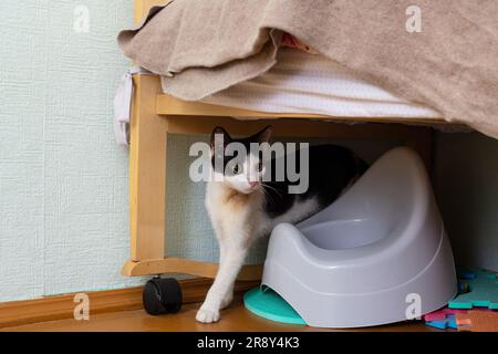 Black and white kitten and baby toilet close up Stock Photo