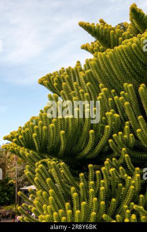 Sydney Australia, foliage of an araucaria luxurians or coast araucaria tree native to New Caledonia Stock Photo