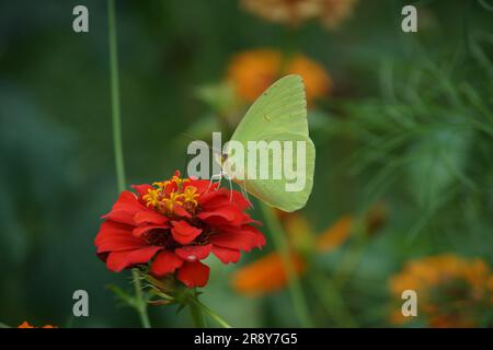 A Cloudless sulphur (Phoebis sennae) butterfly on zinnia bloom with green background Stock Photo