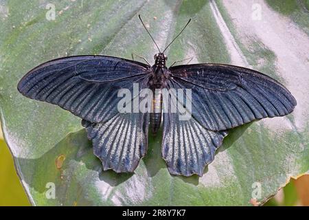 male specimen of Great Mormon Butterfly, Papilio memnon agenor; Papilionidae Stock Photo