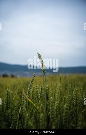 Green wheat straw turning golden yellow in a field in Europe. Close up shot, shallow depth of field, no people. Stock Photo