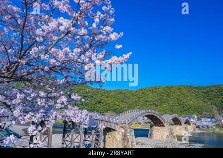 Kintai-bashi bridge and cherry blossoms Stock Photo