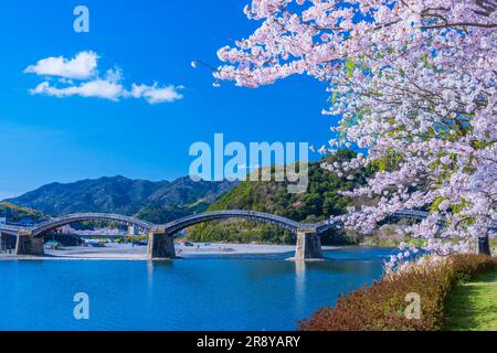 Kintai-bashi bridge and cherry blossoms Stock Photo