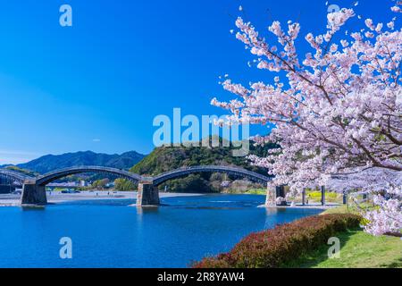 Kintai-bashi bridge and cherry blossoms Stock Photo