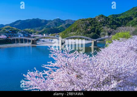 Kintai-bashi bridge and cherry blossoms Stock Photo