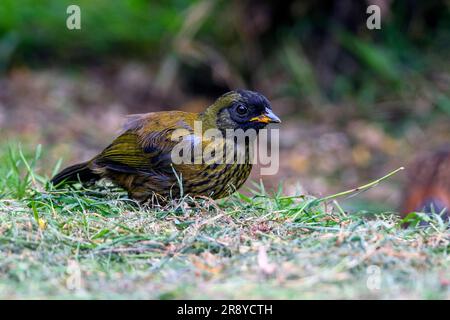 large-footed finch (Pezopetes capitalis) from San Gerardo de Dota, central Costa Rica highland. Stock Photo