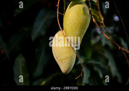 Fresh mangoes hanging on tree branch Stock Photo